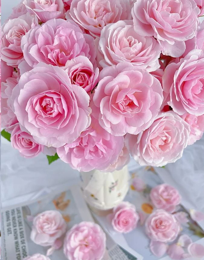 【俏夕阳玫瑰】白桃果冻 任三单顺丰空运包邮鲜切花家居花店插花