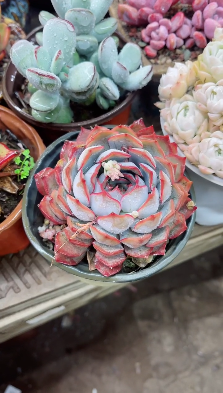 【闪购商品】24001