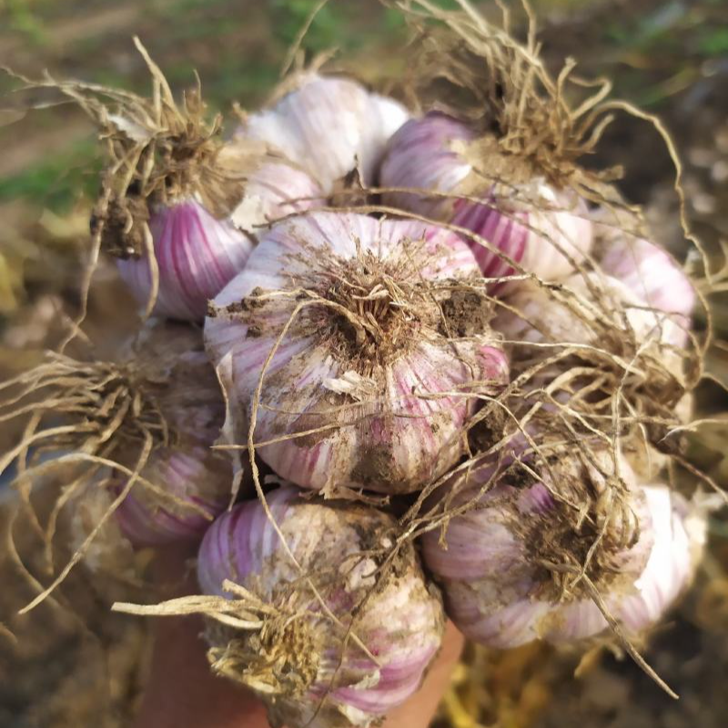 正宗宝坻四六瓣紫皮大蒜50头一辫子