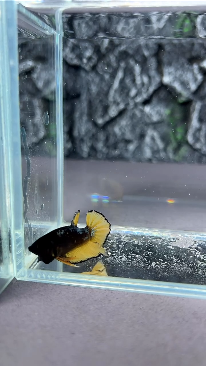 斗鱼竞拍链接A074