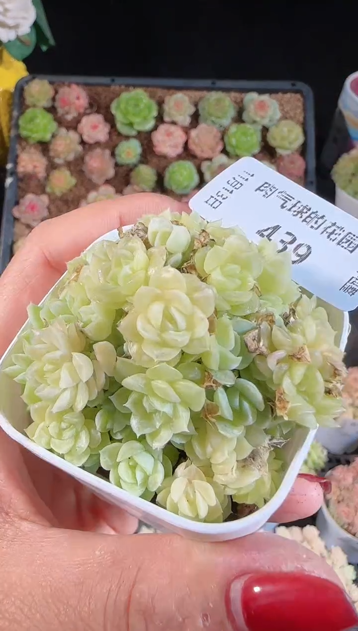 1113-439群生不包整