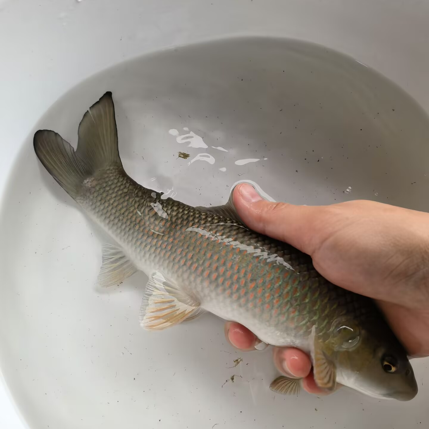 青龙棒 华鲮 水族活体鱼
