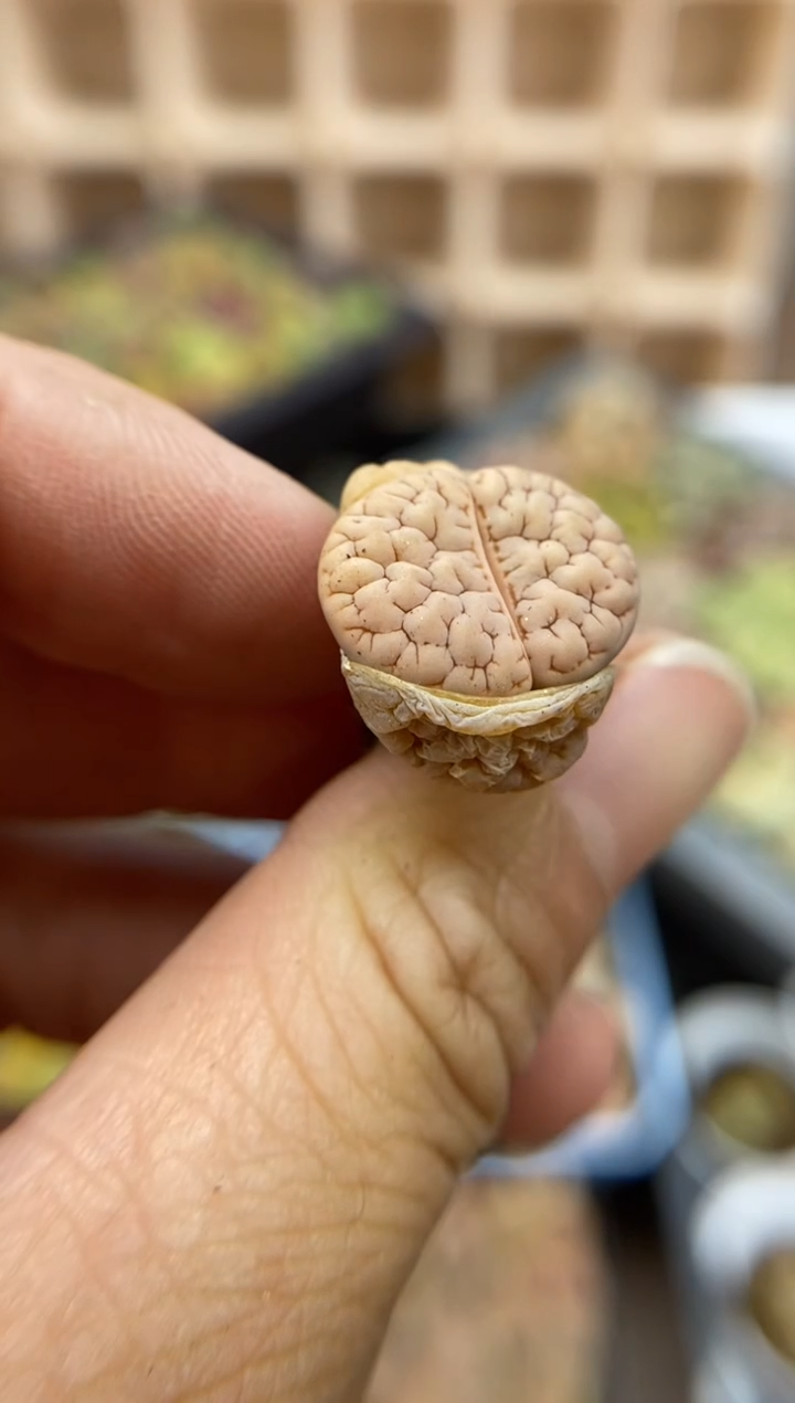 【闪购商品】8308直播一物一拍