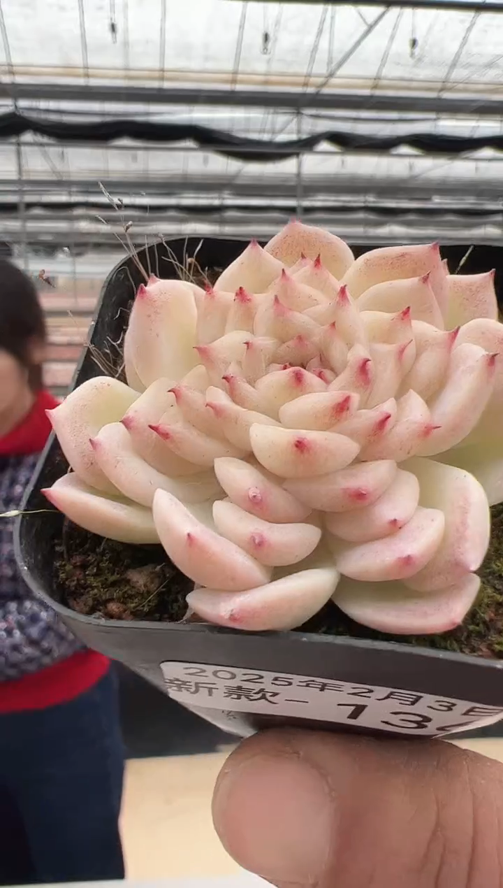 【闪购商品】新款多肉-136