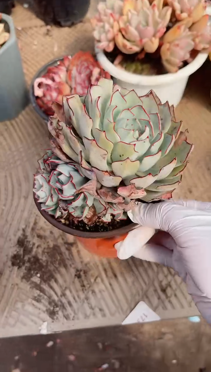 【闪购商品】02645