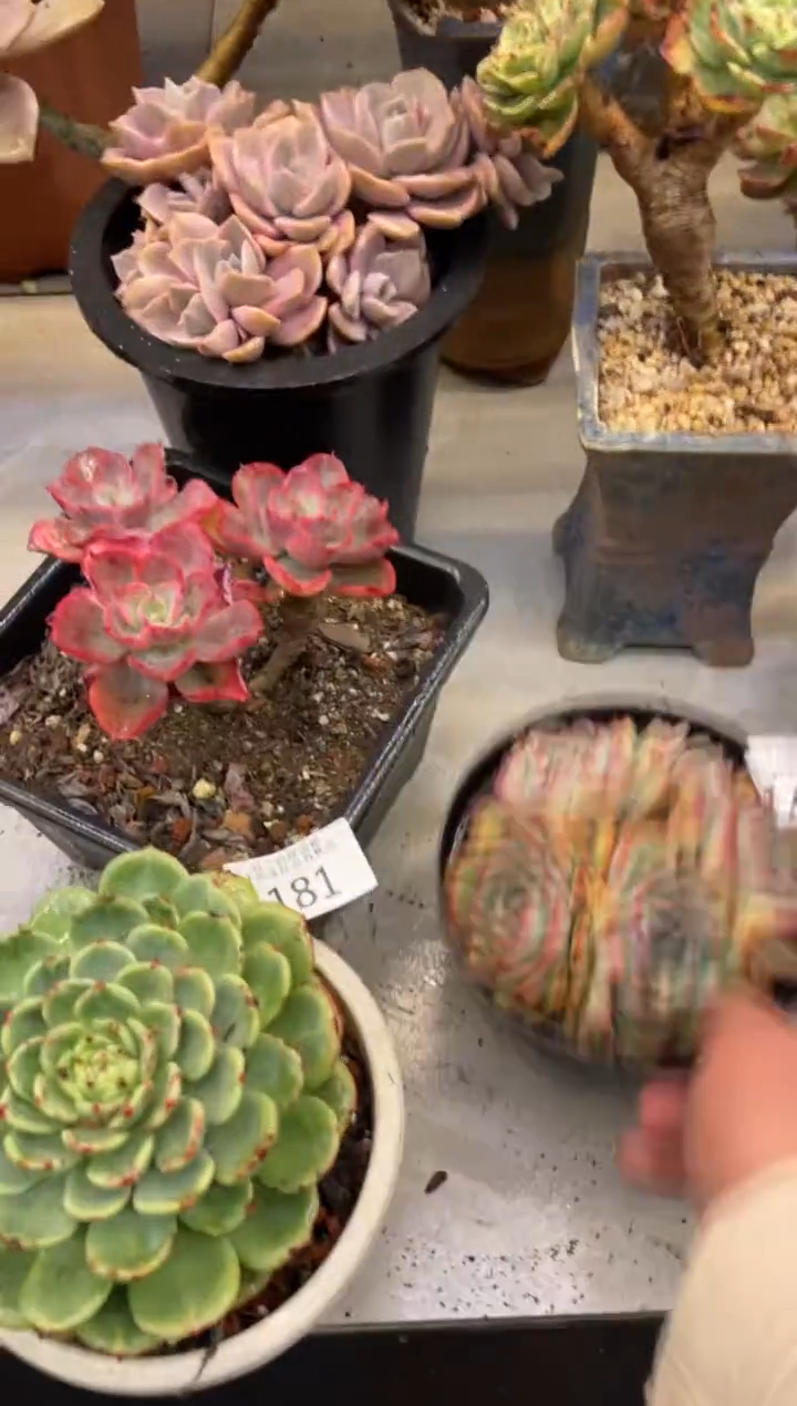 【闪购商品】181玉蝶三文鱼两颗