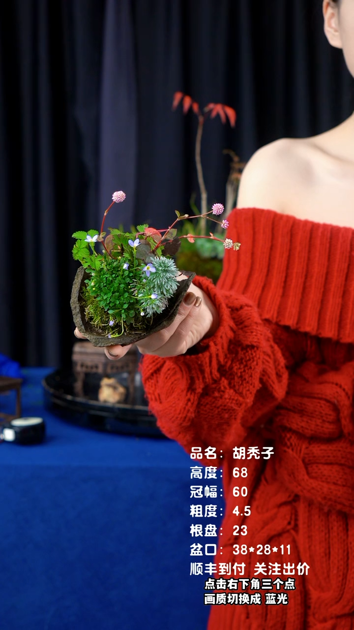 【闪购商品】山野草日本鞍马石