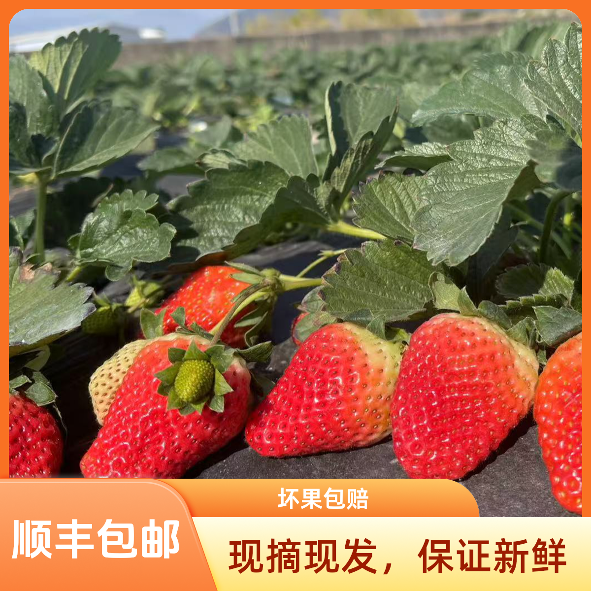 D大凉山露天奶油草莓自然生长无添加更健康[现摘现发]