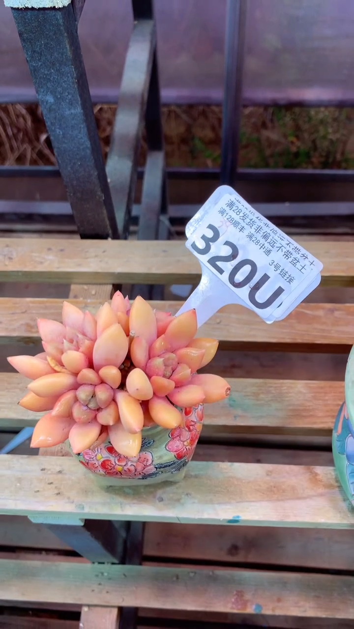 320 U（一物一拍，精品多肉，w所见即所得 ）