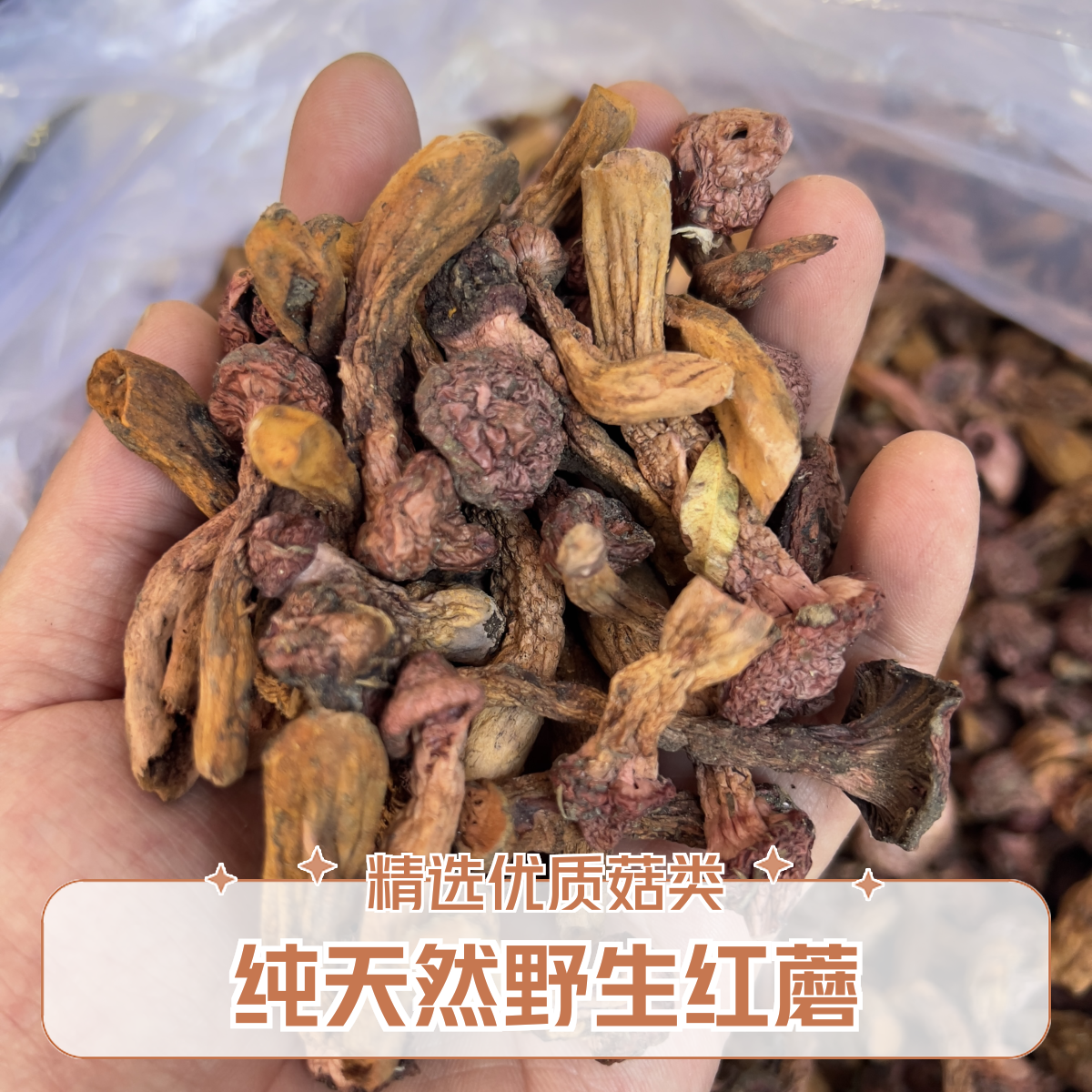 【极品肉蘑丁】2025新采摘肉蘑/红蘑/围场蘑菇
