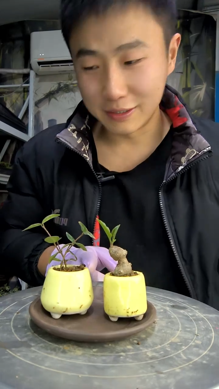 春**了中青园艺一物一拍花411