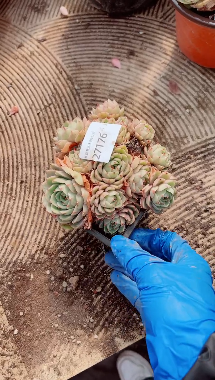 落*跃跃精品多肉27176