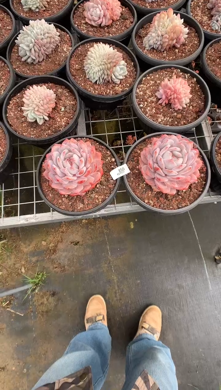 850紫皮橙2棵多肉植物一物一拍