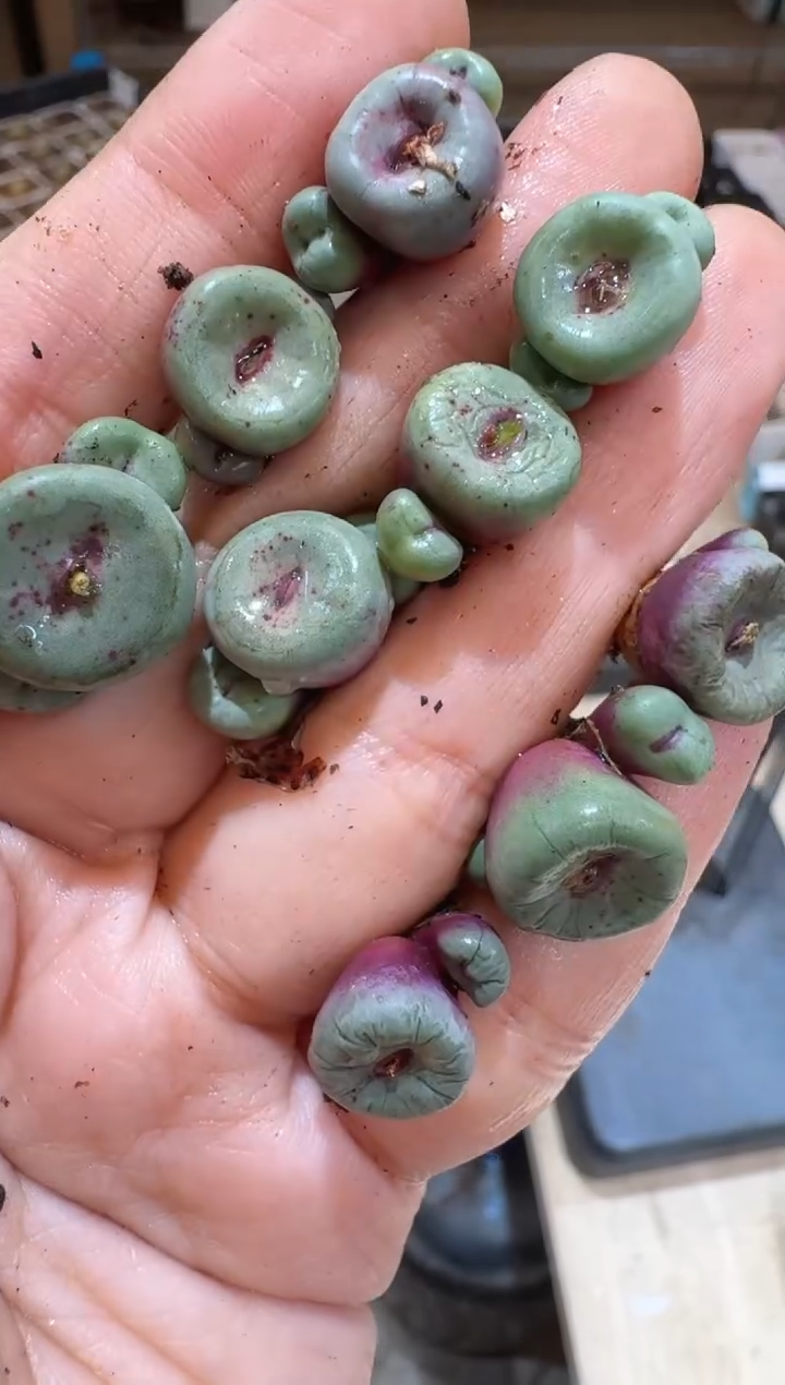 46多肉植物肉锥红嘴一颗