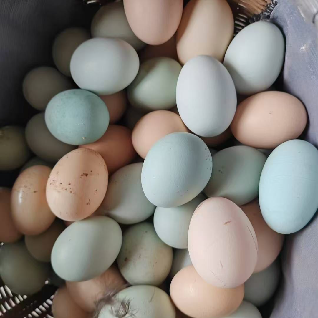 山地散养土鸡正宗农家散养土鸡蛋绿壳粉壳乌鸡蛋混合装新鲜营养