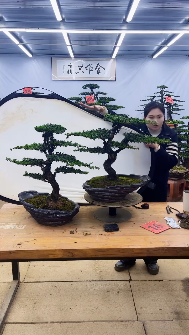 【闪购商品】高端盆景一物一拍，所见即所得