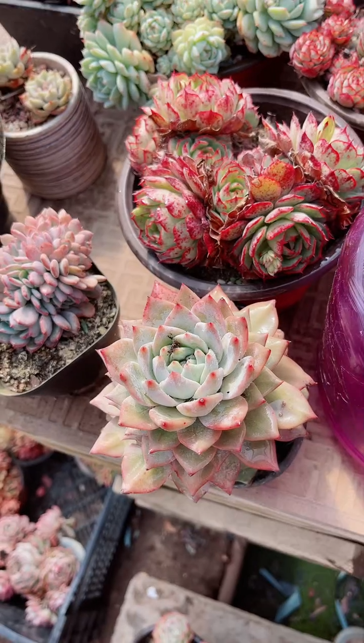 【闪购商品】06364