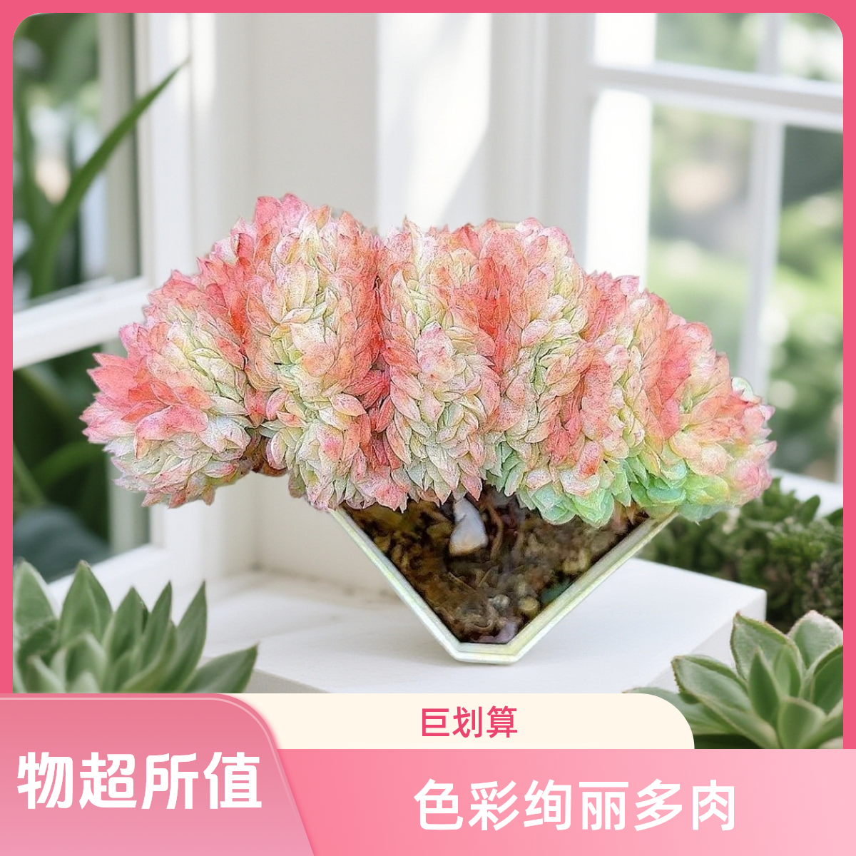 胭脂贝瑞缀化   小谢多肉 以直播展示为准空气多肉植物耐旱