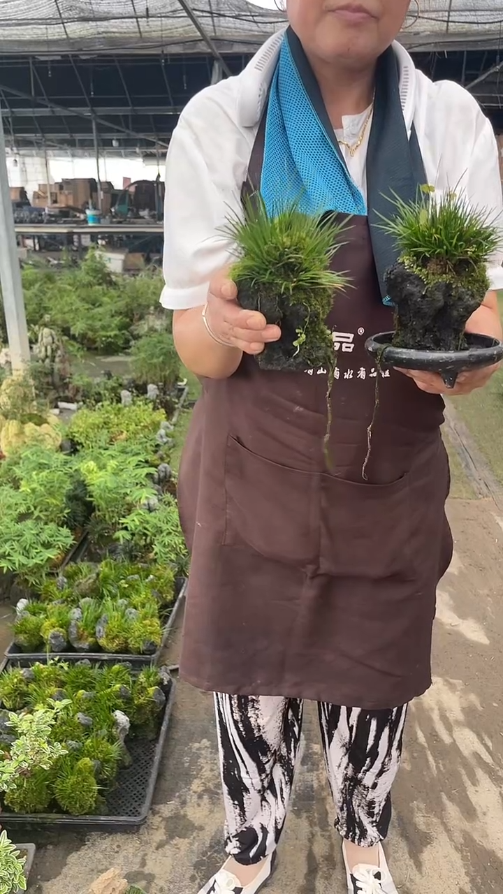 无花朵黑色 附石虎须 菖蒲  盆景