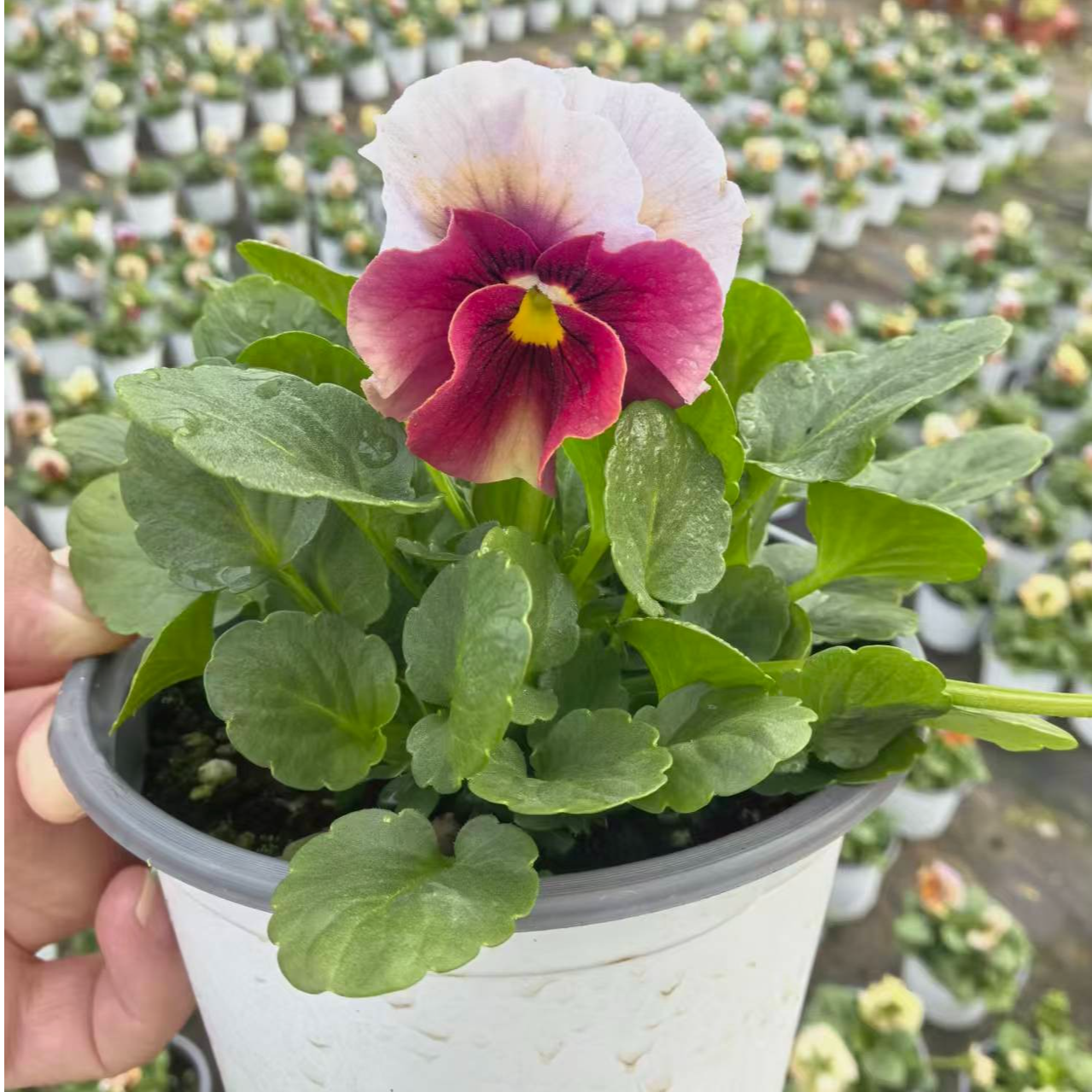 【福利】夫人、桃子专场 皱边角堇福利购