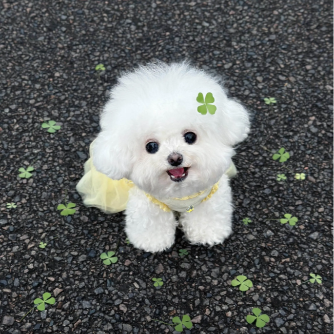 自选小型犬 泰迪比能博美TT 