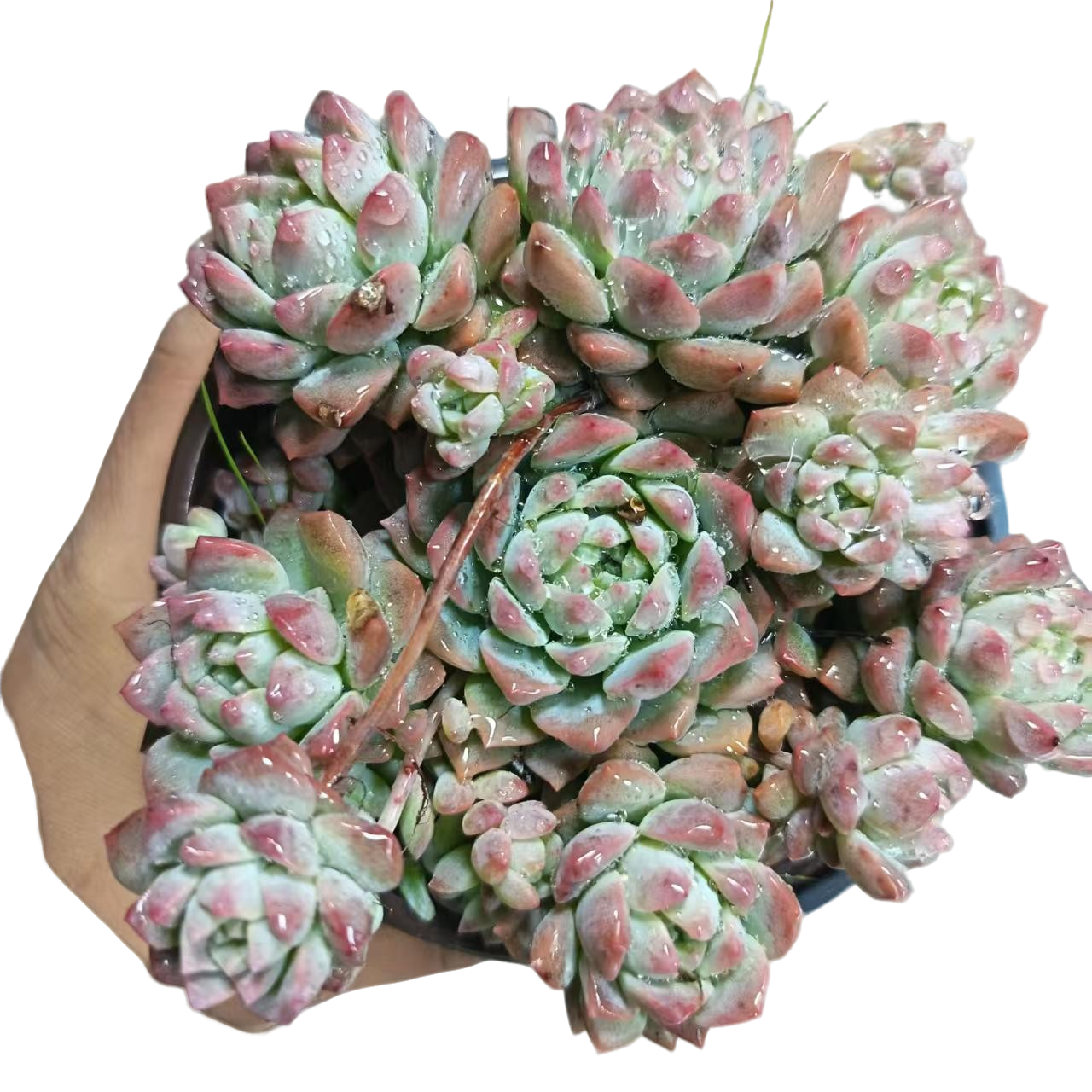 鹏哥多肉粉曼满15包邮多肉植物 新手好养好活 阳台庭院必备