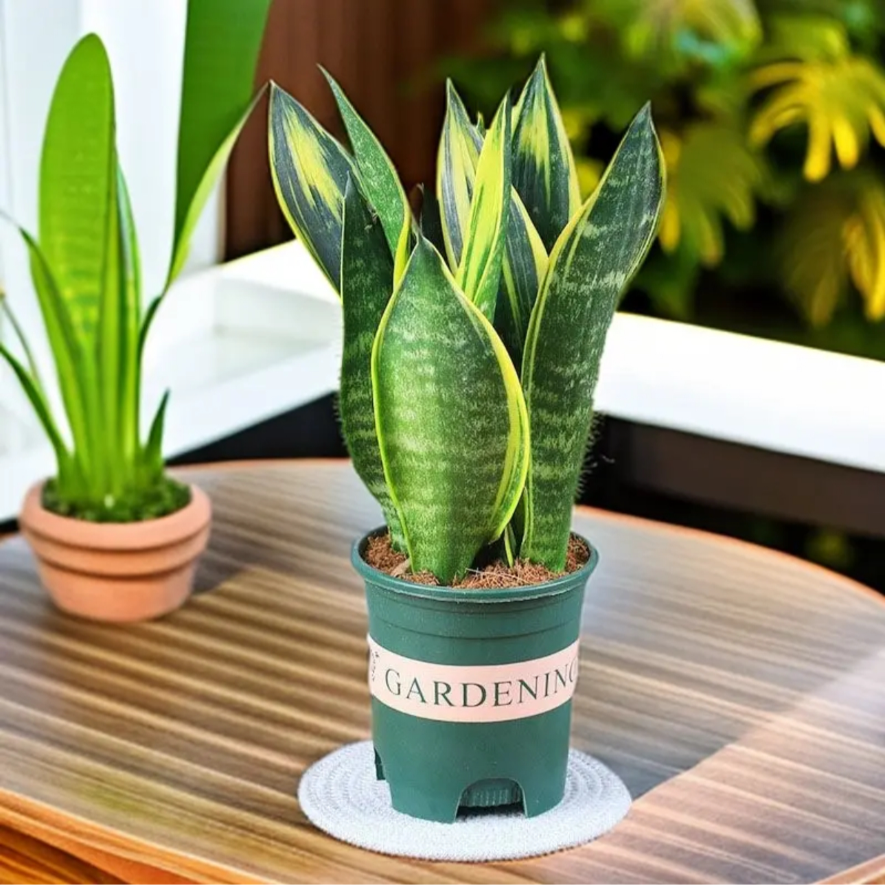 金边虎皮兰植物室内阳台盆栽虎尾兰客厅吸甲醛好养绿植苗四季常青