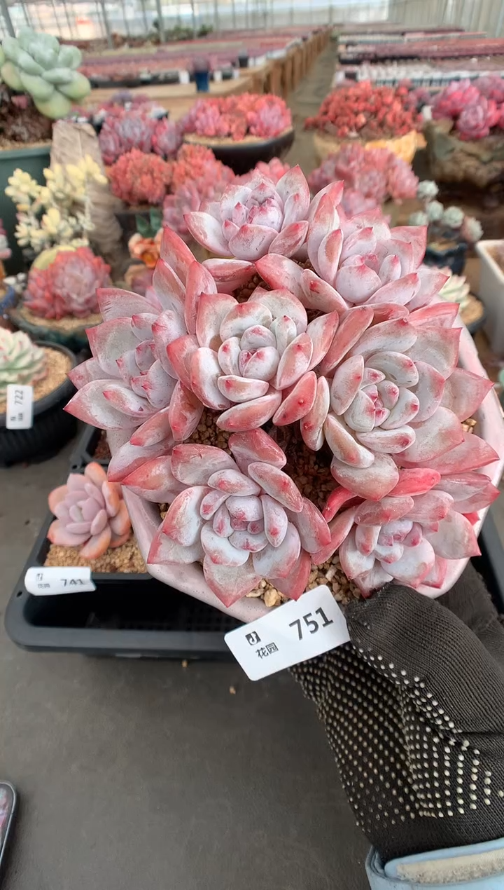 751星影一物一拍