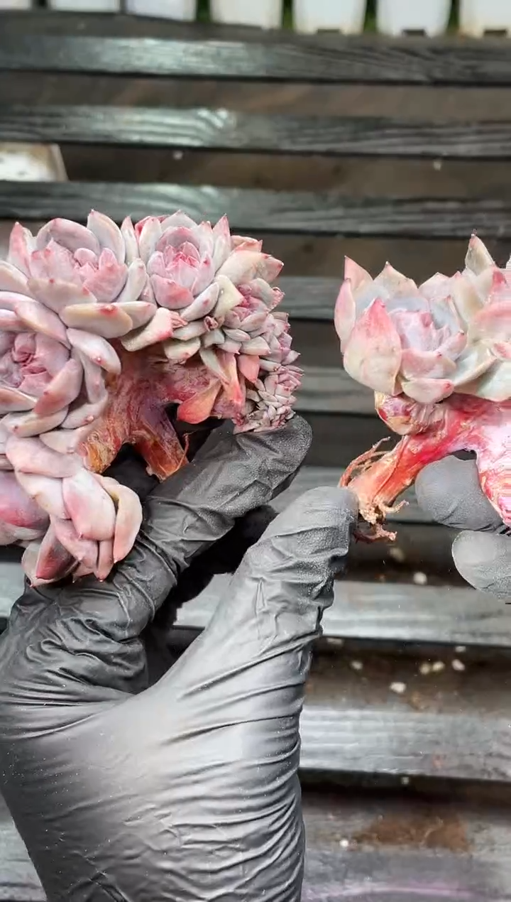 16-15黑金朵朵缀3-4厘米量拍发一颗