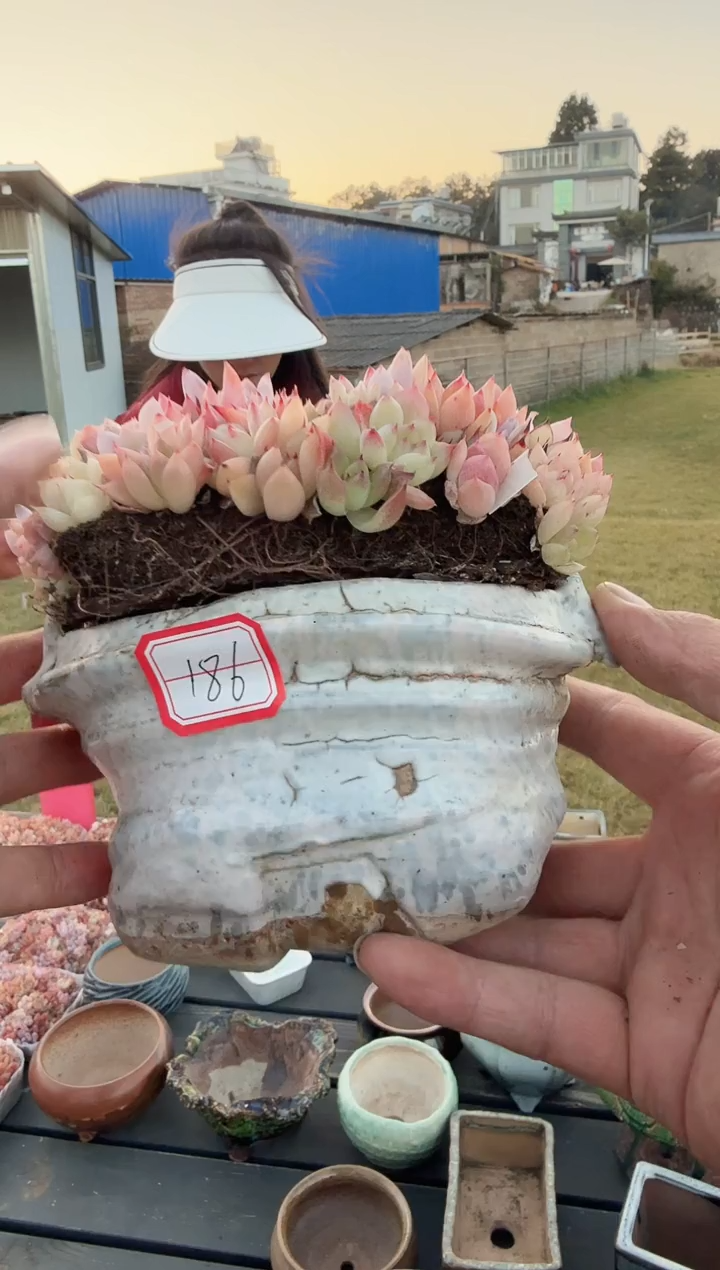 东云多肉园新款-186