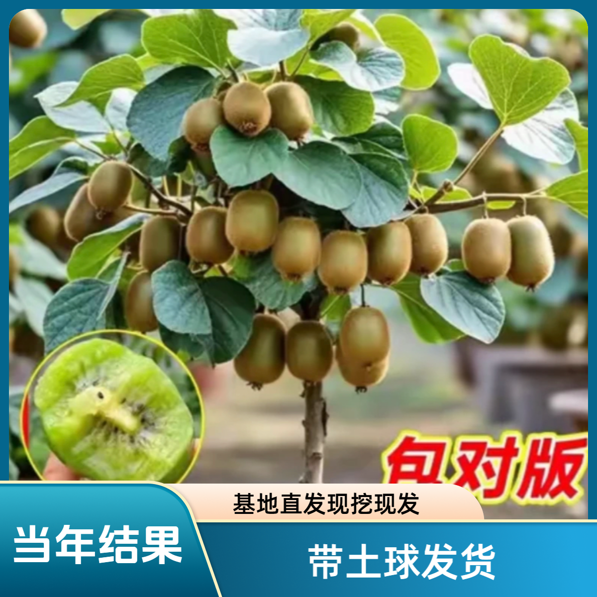 带杯带土带叶猕猴桃树苗南北方种植盆栽地栽果树苗嫁接苗