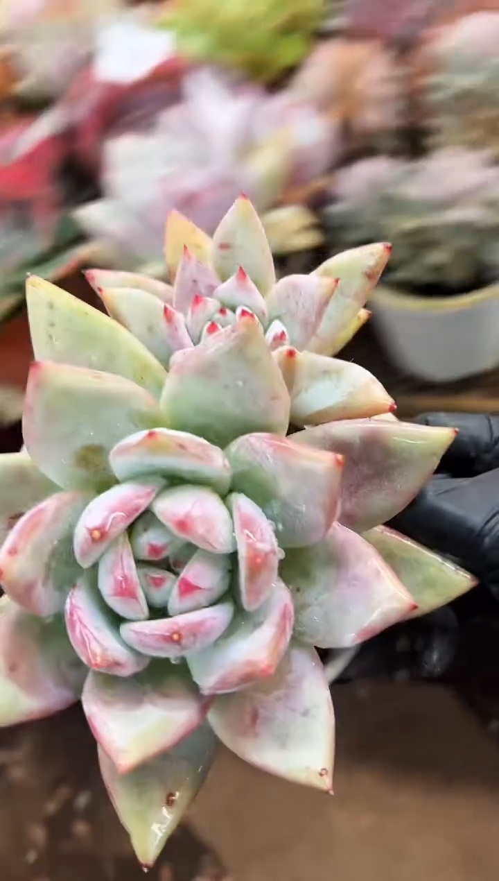 菲*多肉植物一物一拍18375