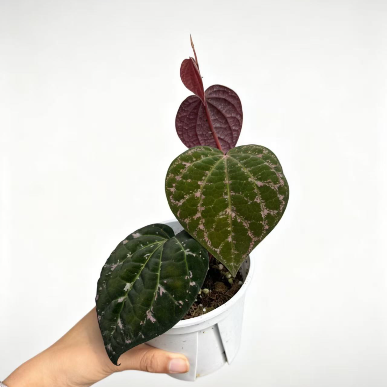 【热植馆】爱丽丝胡椒热带绿植耐阴客厅玄关摆件颜值高