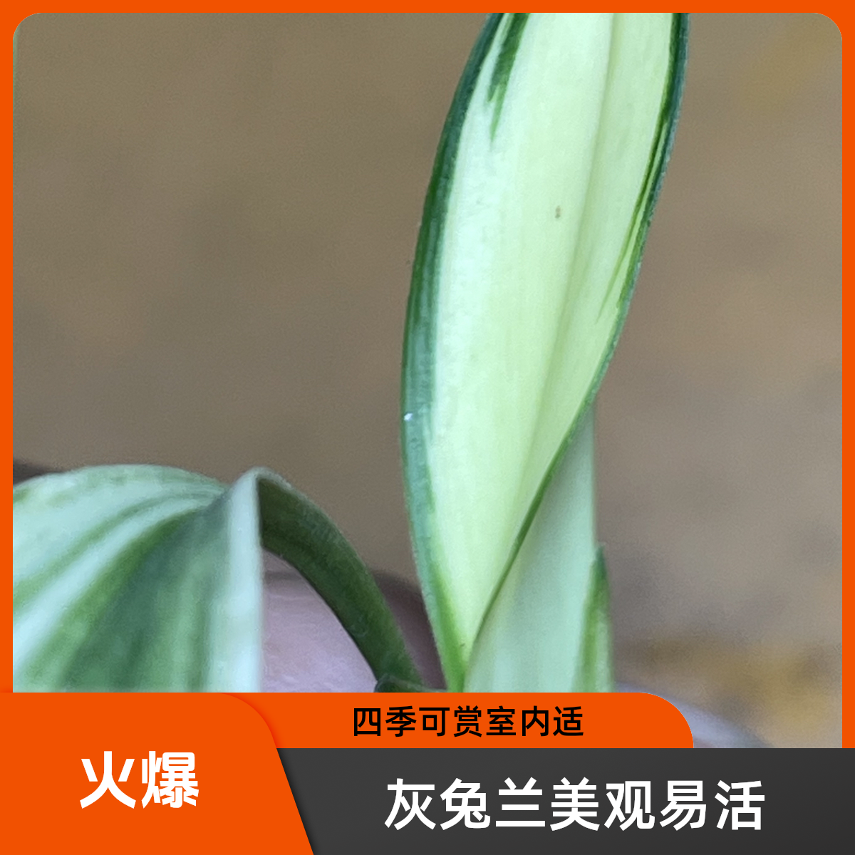 磨砂灰兔耳兰花卉盆栽室内种植观赏