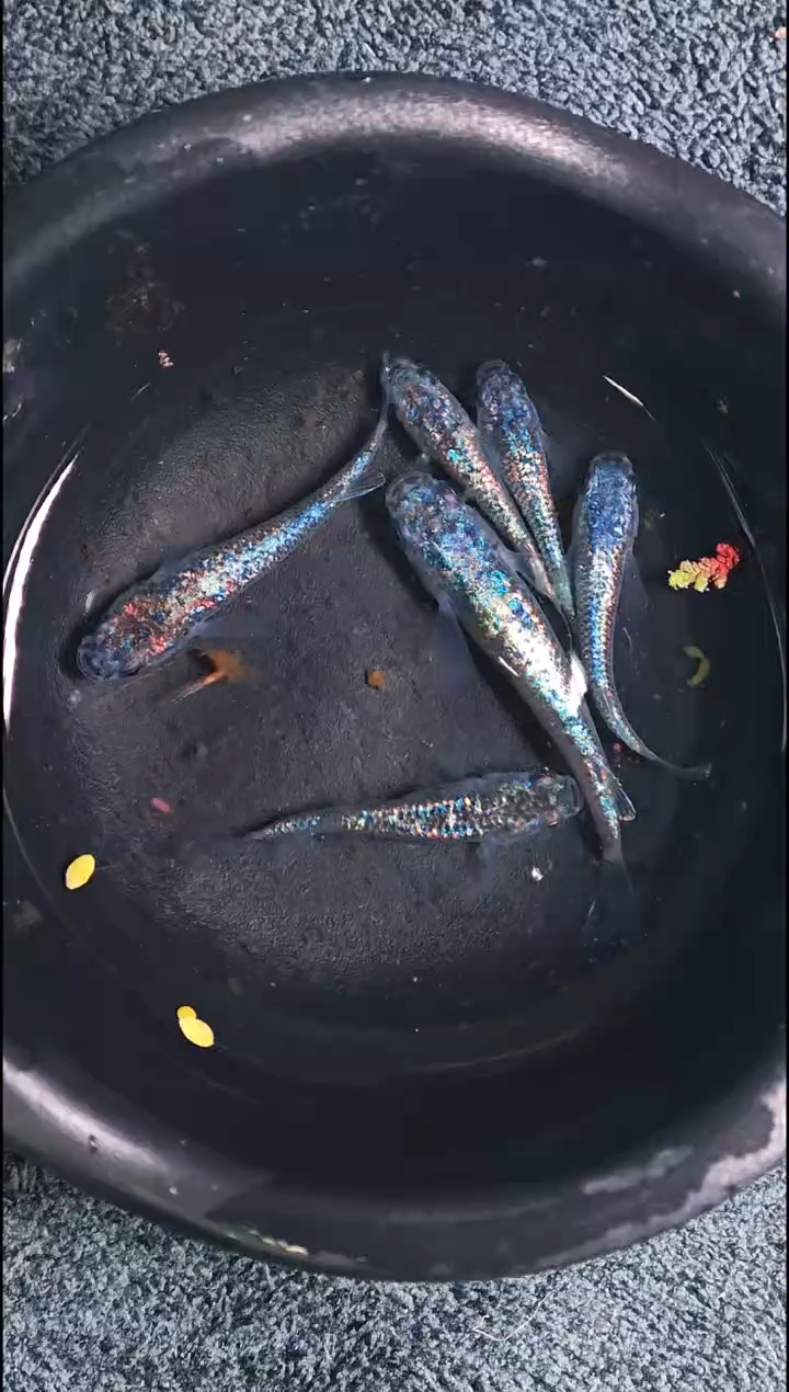 青鳉鱼观背青鳉16