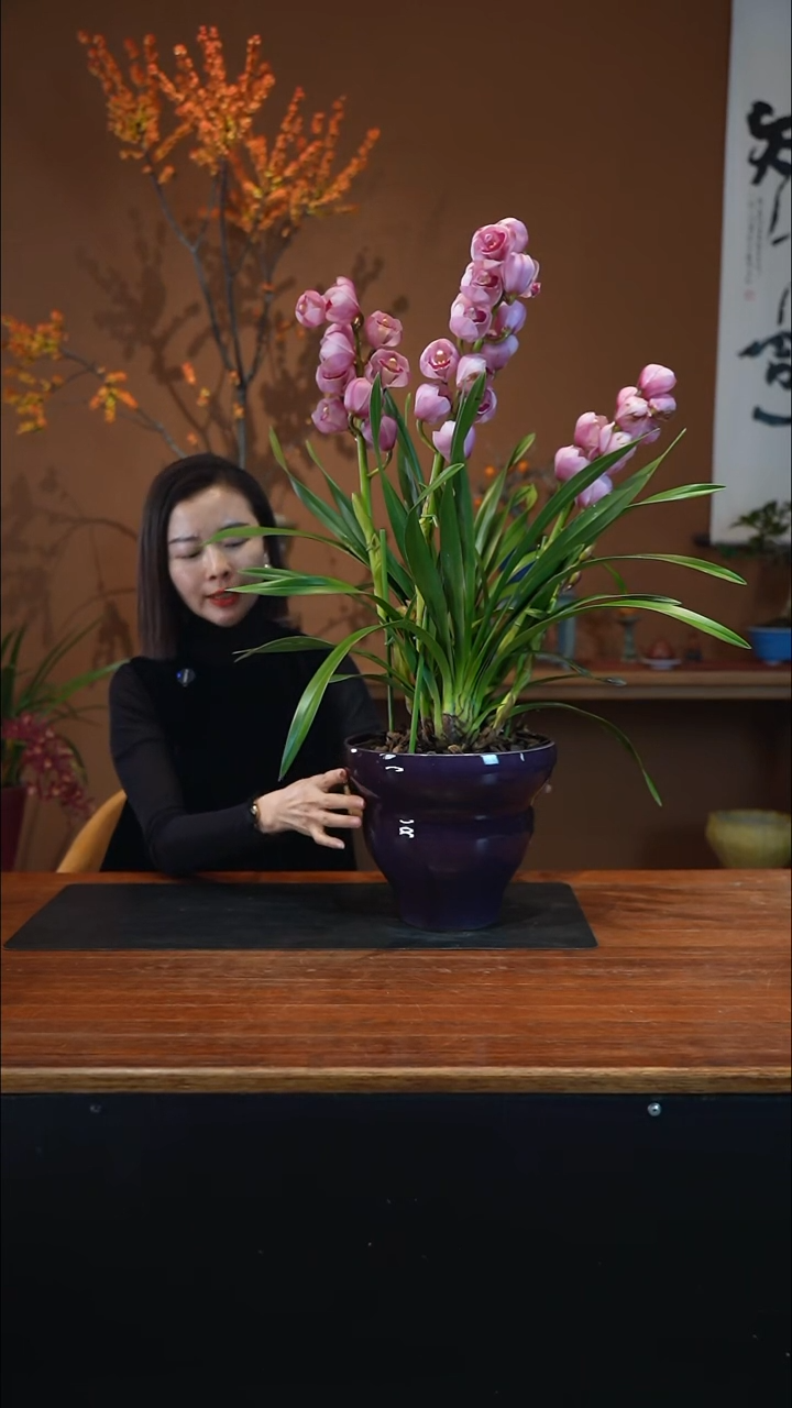 全部花朵粉黛紫葫芦盆景盆景盆景