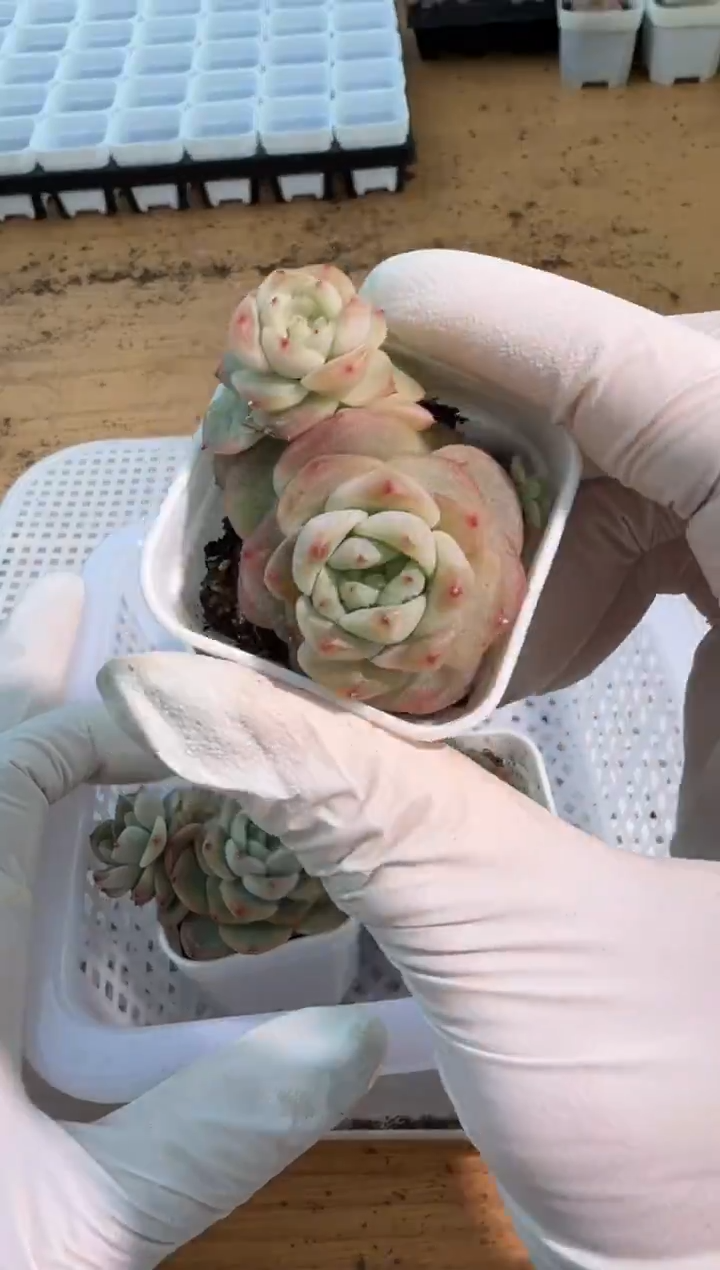 T208四方一盆 单双混 量拍混发