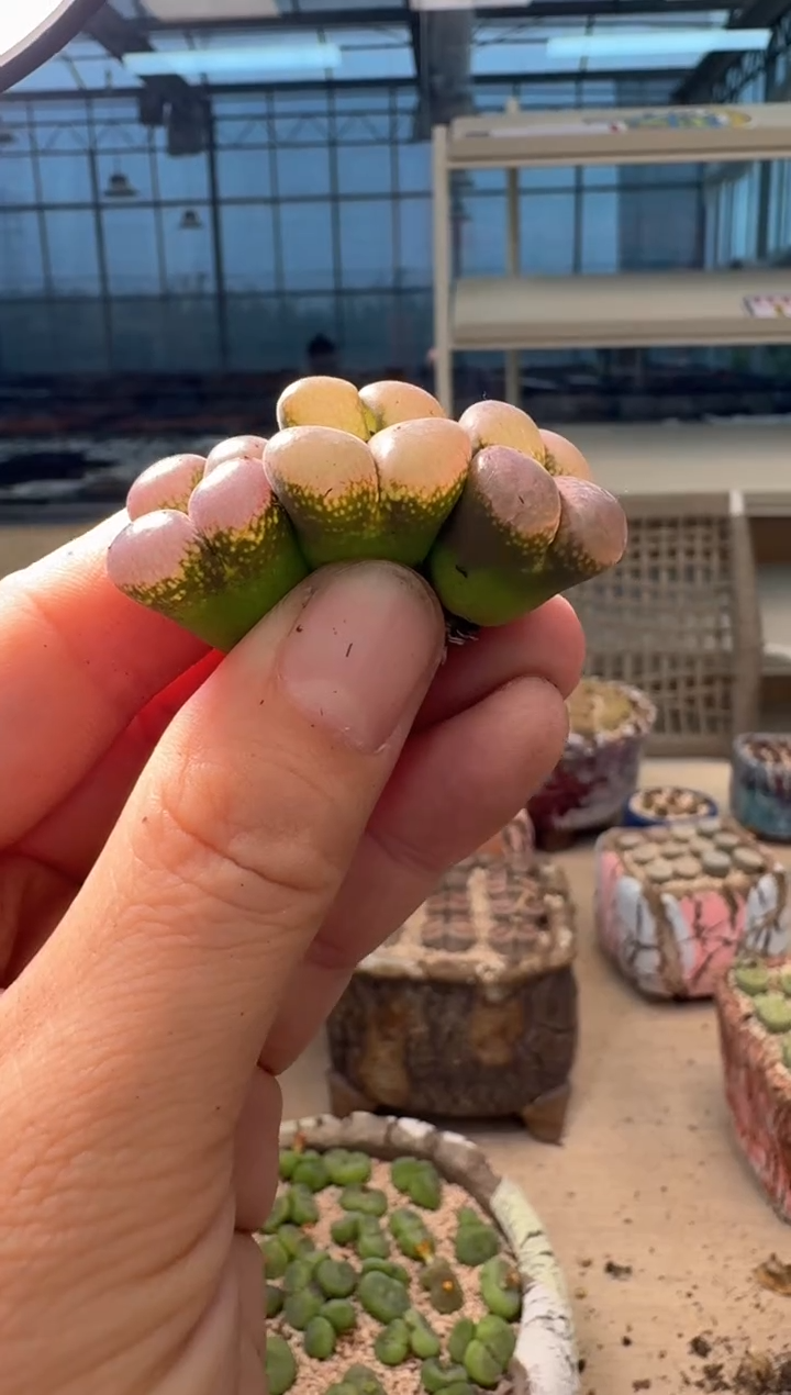 9-401多肉植物肉锥一颗