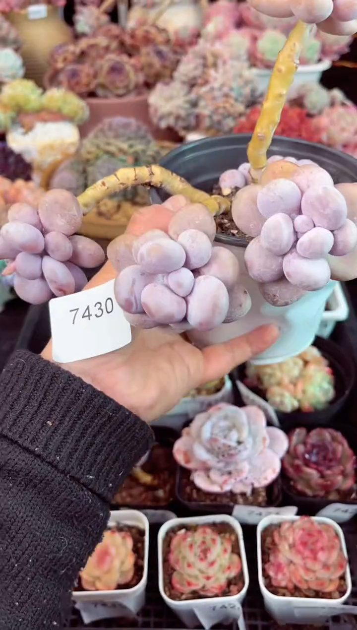 【闪购商品】7430群生奶酪多肉