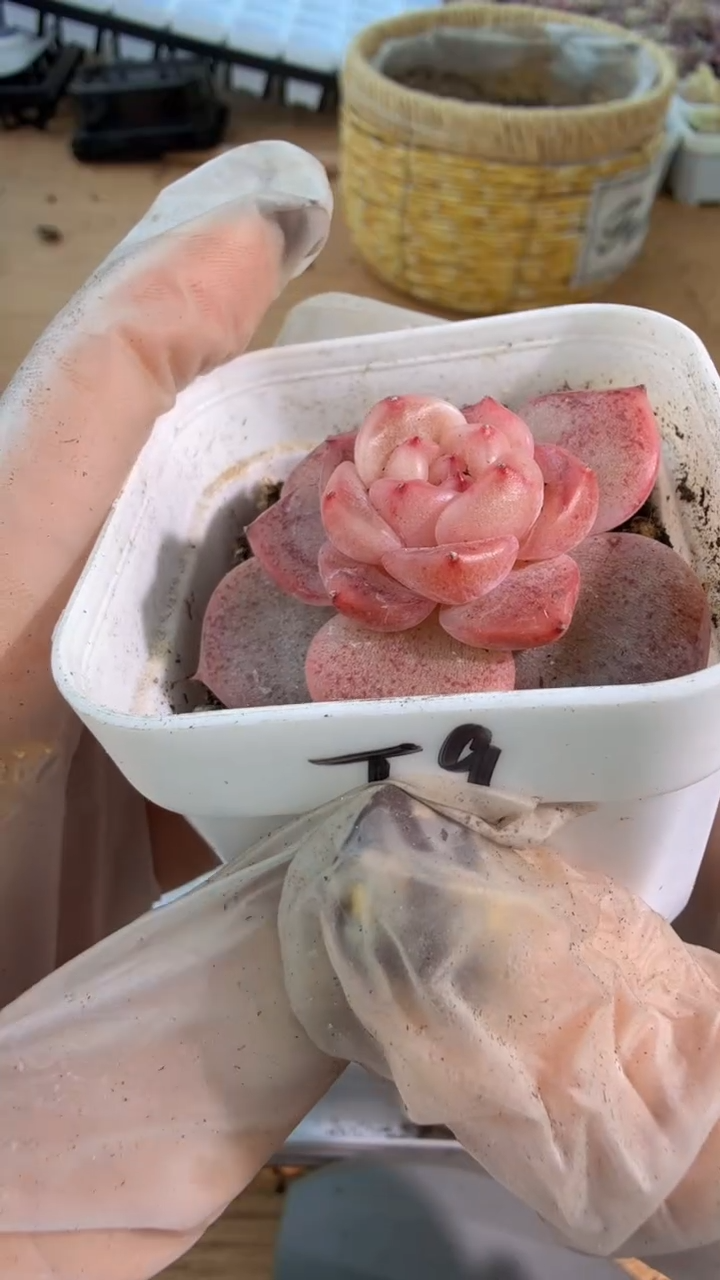 T9粉甜心 五方一盆 单双混 量拍混发