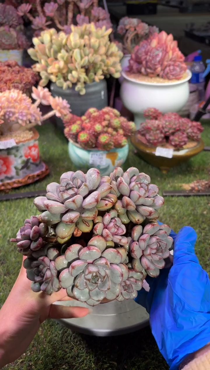【闪购商品】05881