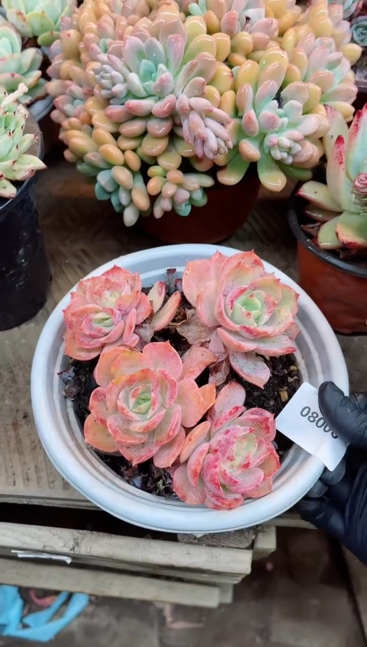 【闪购商品】08006多肉