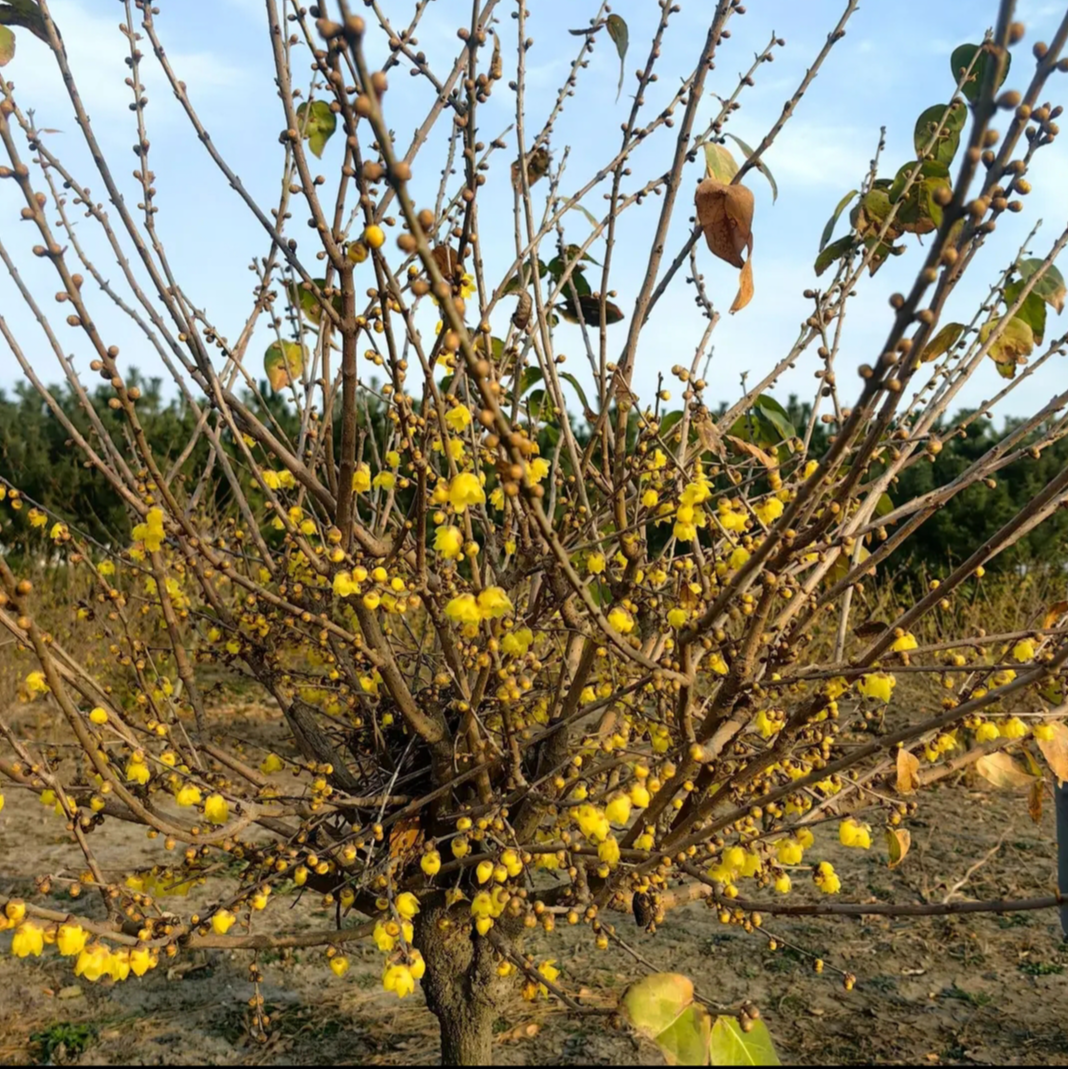 带花苞素心腊梅老桩盆栽地栽阳台浓香型耐寒耐热
