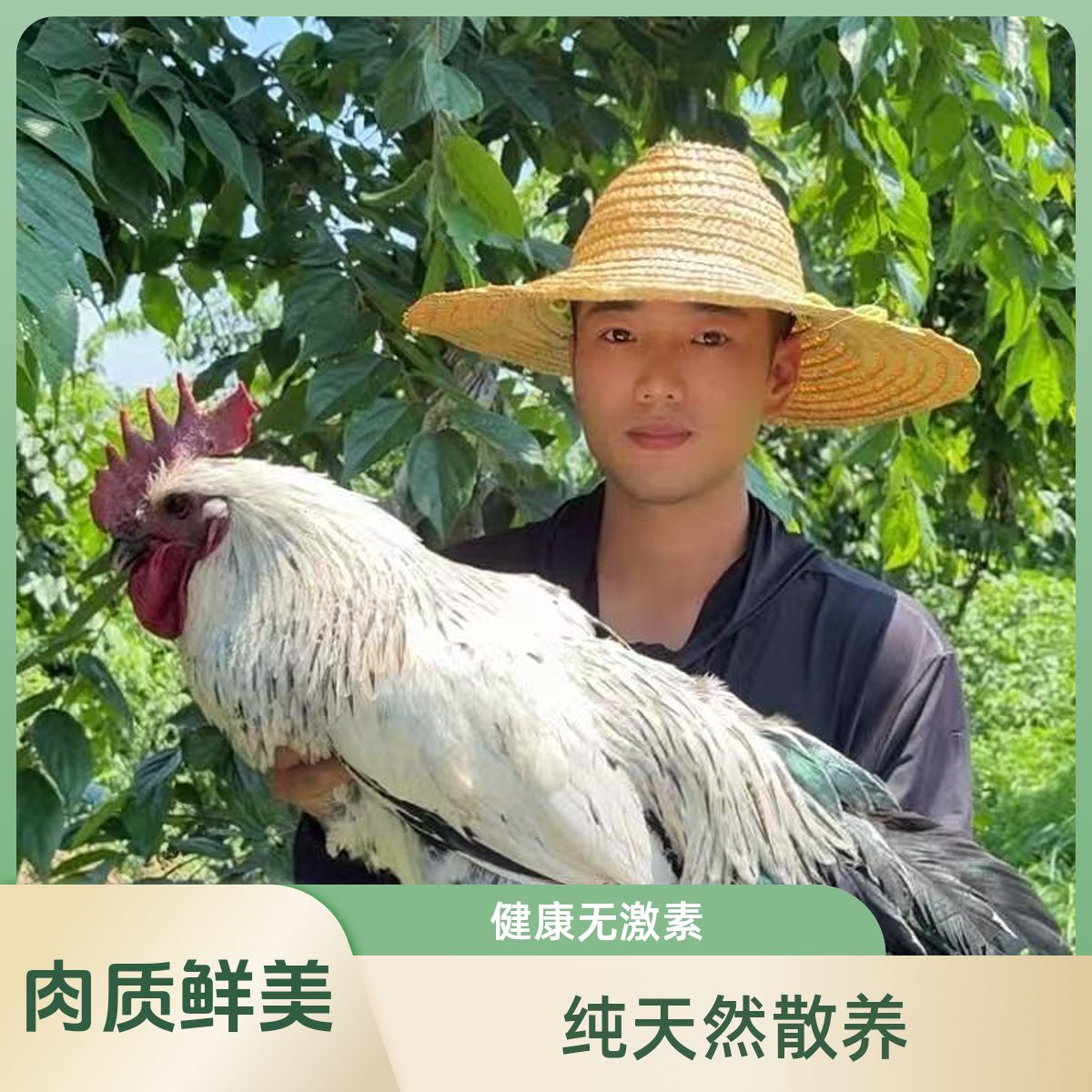 云南散养乌肉公鸡 一年散养乌公鸡 