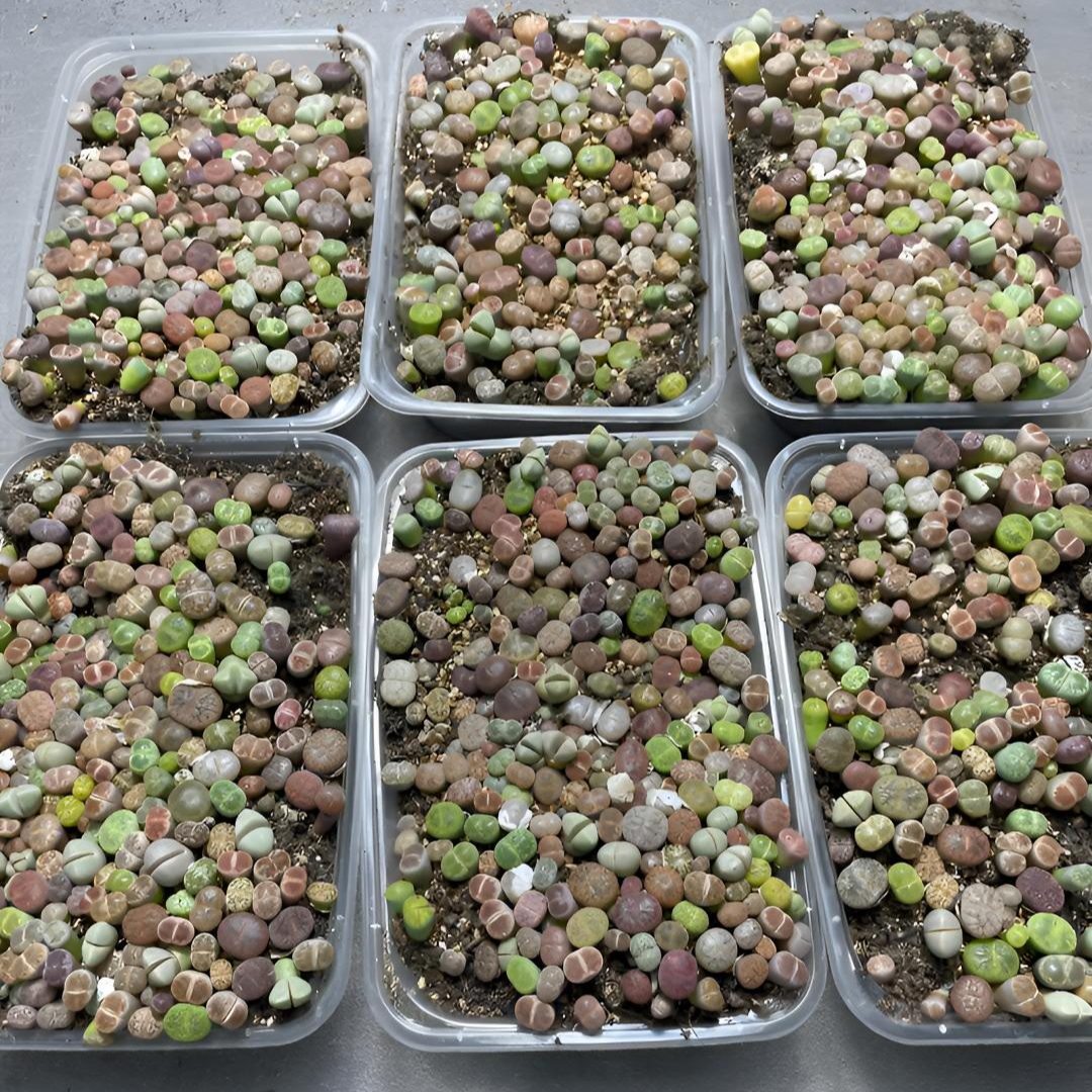 新手生石花推荐懒人多肉植物屁屁pp花室内精美盆栽
