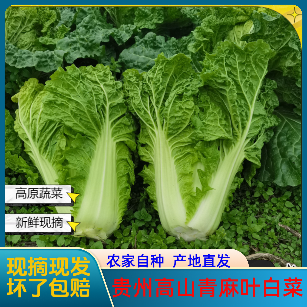 贵州高山麻叶菜农家自种新鲜皱叶青白菜火锅菜麻叶白菜当季蔬菜
