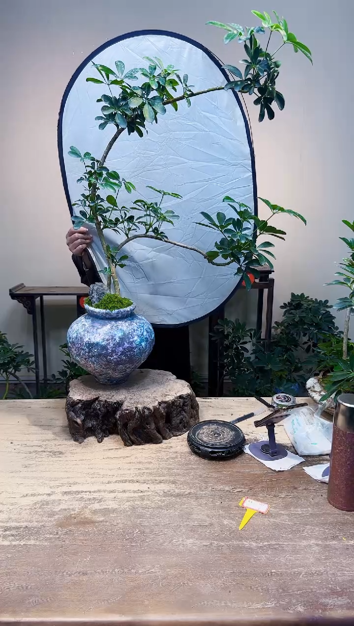 无花朵彭*生老朋友优惠价408