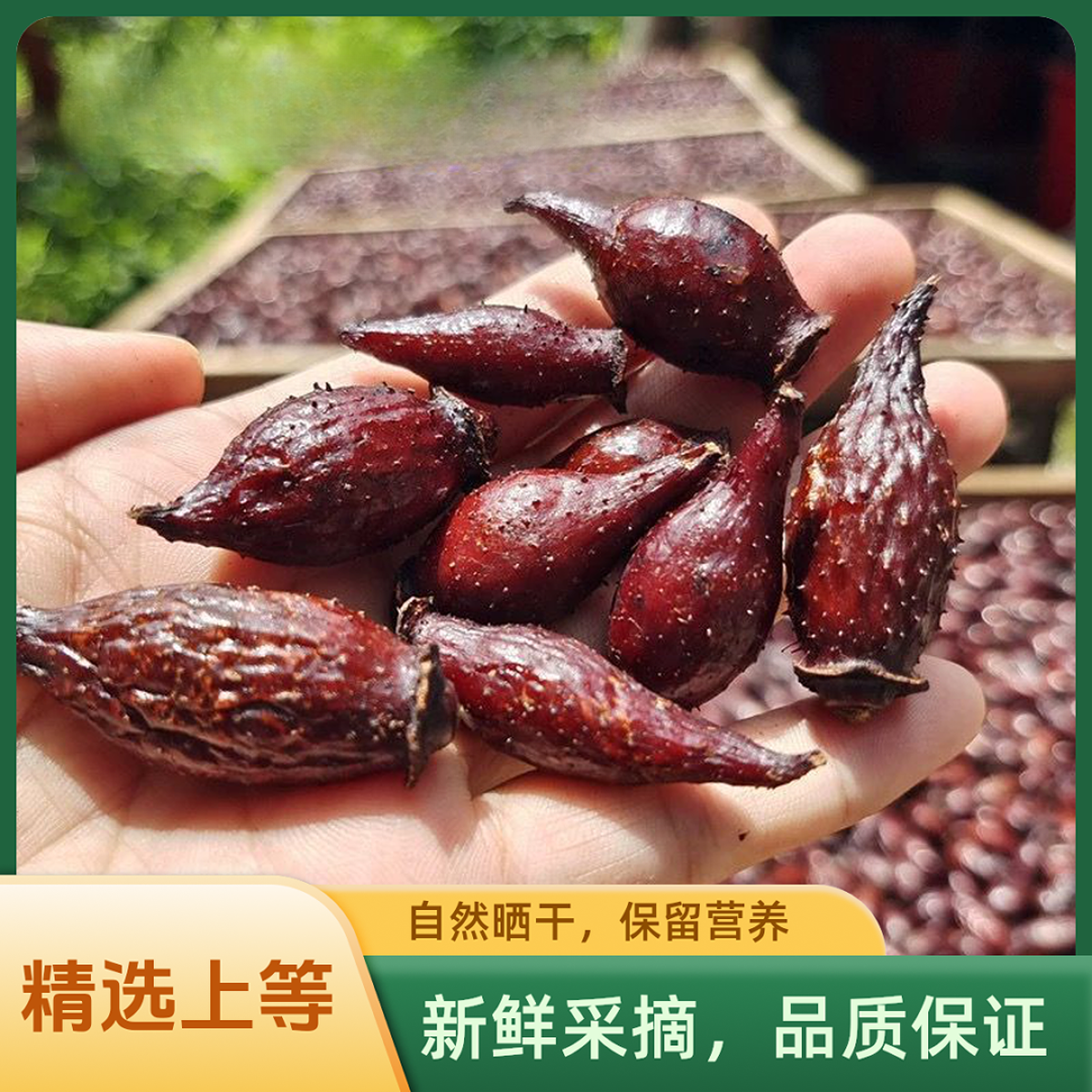 挑选正宗广西金樱子肉刺梨新货后期霜降干货自然晾晒泡酒泡茶