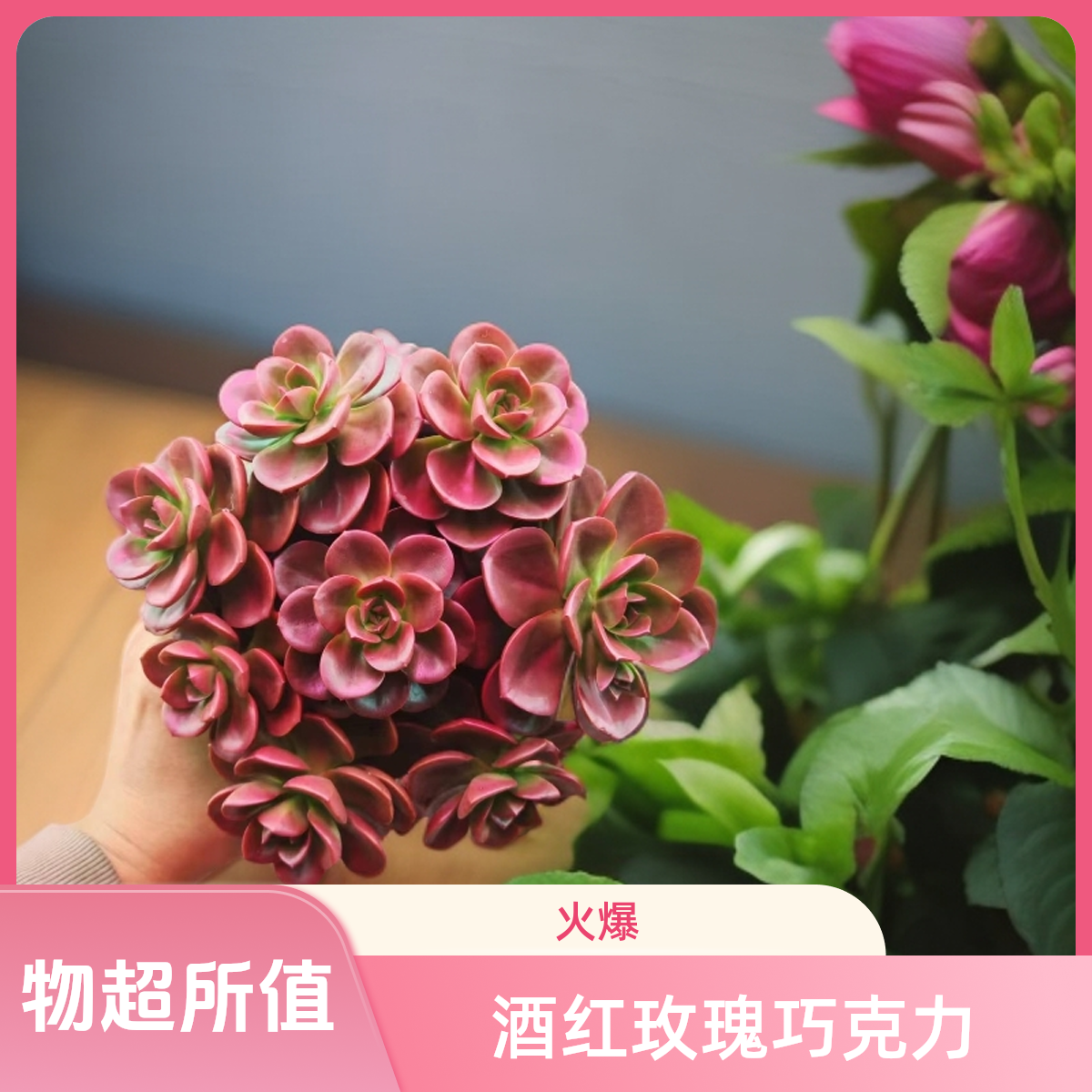 顺悠（满9.9包邮）酒红玫瑰巧克力多肉植物适带盆土