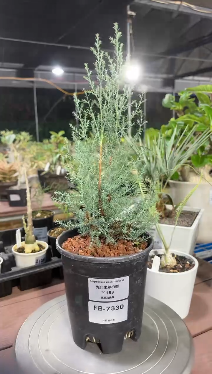 克什米尔柏树FB-7330
